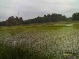 Sawah adalah tanah yang digarap dan diairi untuk tempat menanam padi. Untuk keperluan ini, sawah har